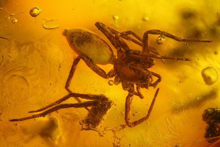 mm Detailed Fossil Spider (Araneae) In Baltic Amber #128278
